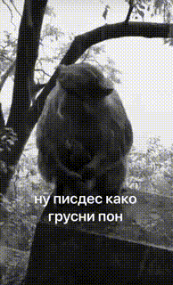 the one and only must-have gif